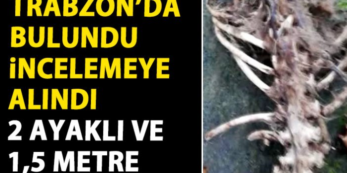 Trabzon'da bulunan iskeletin türü belirlenemedi!