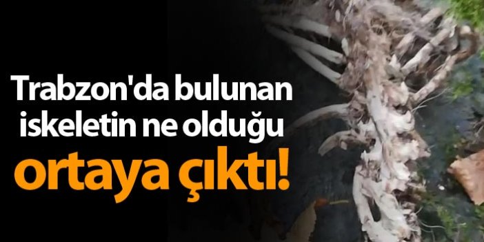 Trabzon'daki iskeletin ne olduğu olduğu ortaya çıktı