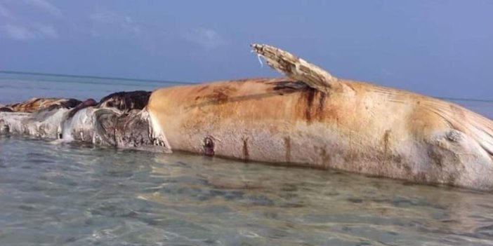 Dev balina, deniz mayını patlaması sonucu telef oldu