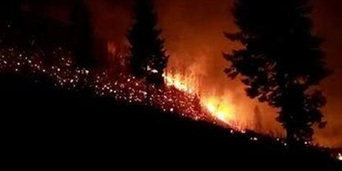 Trabzon'da orman yangınları sonrası KTÜ'lü profesörden önemli uyarı