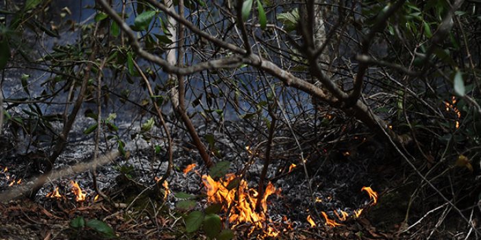 Açıklandı: 15 orman yangınının 5'i insan kaynaklı