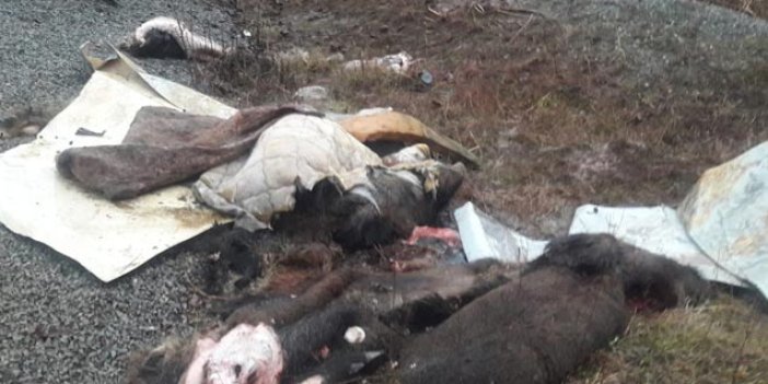 Trabzon'da domuz endişesi - Parçaladılar derilerini yol kenarına bıraktılar