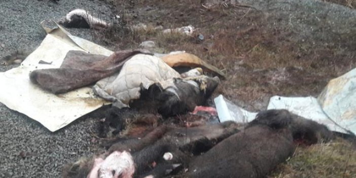 Trabzon'da domuzları parçalayanlarla ilgili yeni gelişme