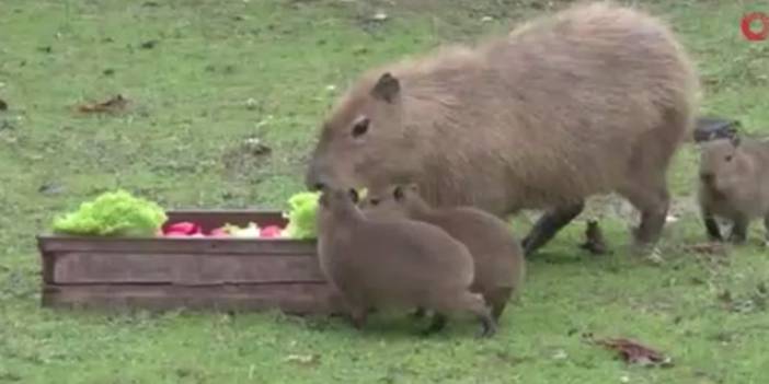 Yavru kapibaralar ilgi odağı oldu