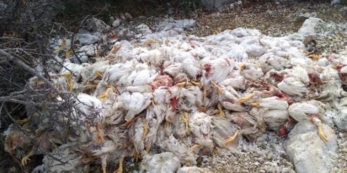 Dehşet! Yüzlerce tavuk ölüsünü doğaya attılar