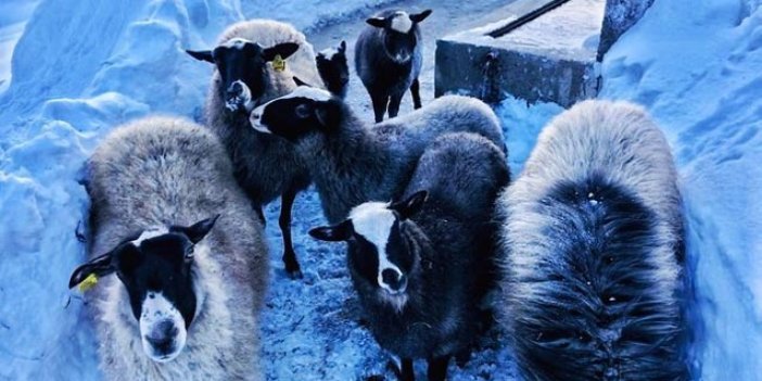 Giresun'da "Ramanov" koyunları çoğalıyor