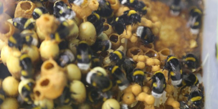"Bombus arısı" yetiştirmek için çalışma başlatıldı