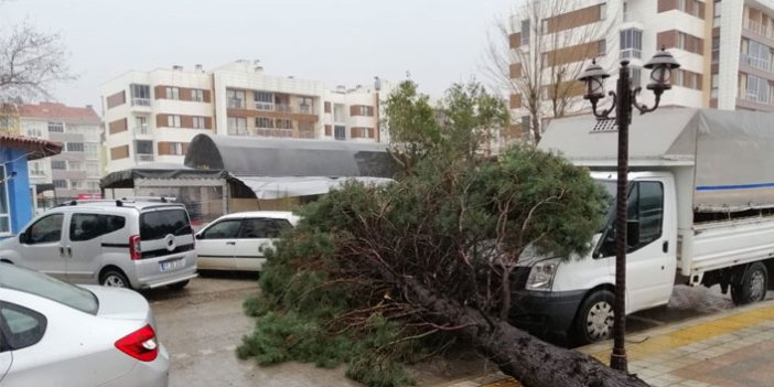 Çanakkale'de fırtına çam ağacını devirdi, araçlar hasar gördü