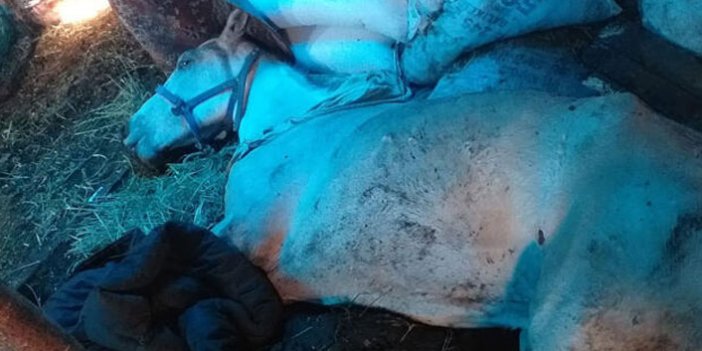 Büyükada'daki karantina altındaki atların içler acısı hali kamerada