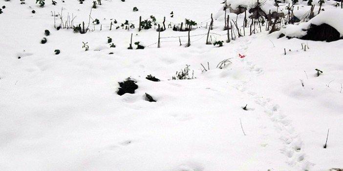 Trabzon'da kar yağışı tarıma yaradı