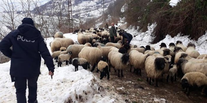 Giresun’da aç kalan yaban hayvanları koyun sürüsüne saldırdı