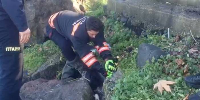 Trabzon'da köpek kurtarma operasyonu