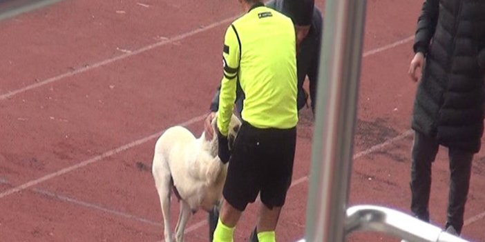 1461 Trabzon maçında sahaya giren köpek böyle çıkartıldı
