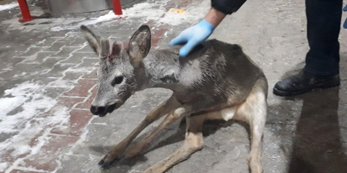 Bolu'da yaralı bulunan yavru gazelle, ormancılar tarafından kurtarıldı