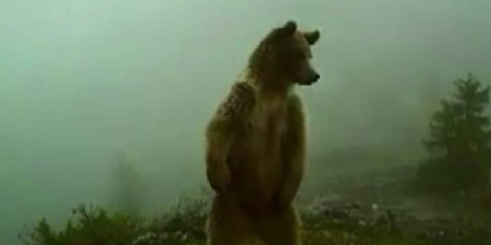 Kış uykusundan uyanan ayılar foto kapanla görüntülendi