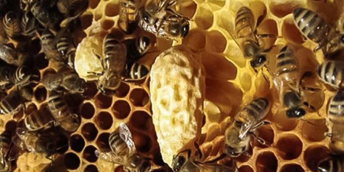 Giresun'da ana arı üretimi gelişiyor