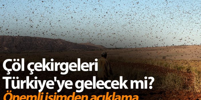 Çöl çekirgeleri Türkiye'ye gelecek mi? Uzmanından açıklama