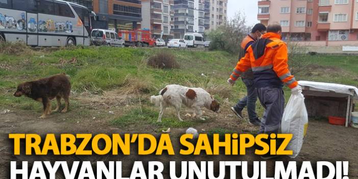 Trabzon'da sahipsiz hayvanlar unutulmadı