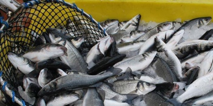 Rusya'ya 17 milyon dolarlık balık ihraç edildi