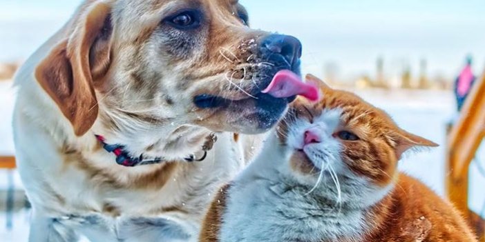 Şıncın, Çin'de kedi köpek etini yasaklayan ilk şehir oldu