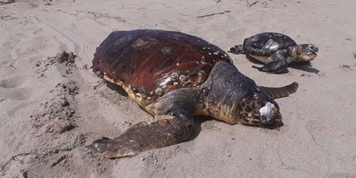 1 ayda 8 deniz kaplumbağası ölü bulundu