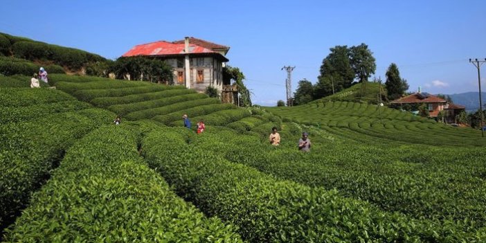 Çay ihracatı yüzde 51 arttı