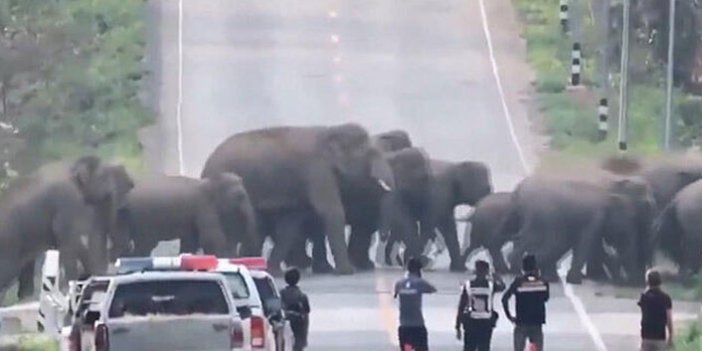 Tayland'da caddeyi filler bastı!