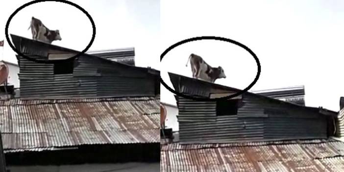 Çatıdaki ineği görenler bakakaldı!