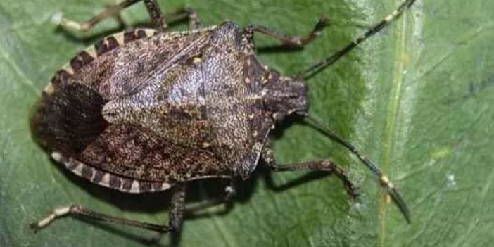 Karadeniz'den önemli uyarı: Böcek istilasına uğrayabiliriz