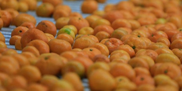 Rusya'ya mandarin ihracatı ilk çeyrekte yüzde 49 arttı