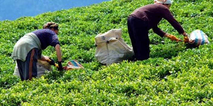 Çay üreticileri için flaş açıklama! il dışı yasaklandı!
