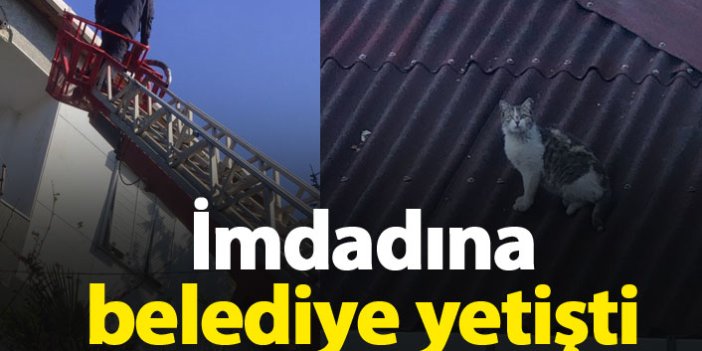 Trabzon'da hayvan kurtarma operasyonu
