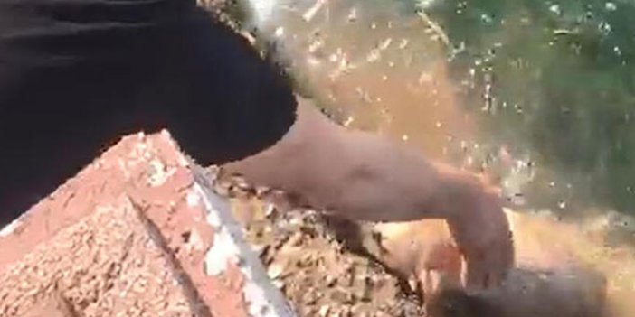 Denize düşen köpeği vatandaşlar kurtardı