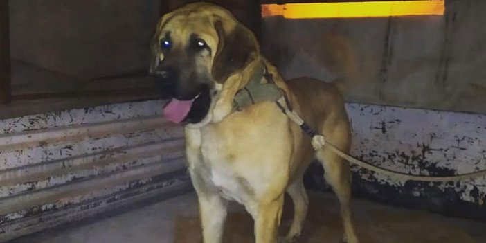 Yasa dışı köpek dövüşüne ceza yağdı