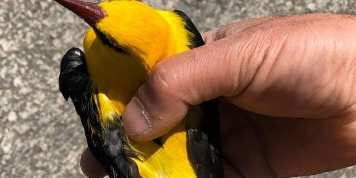 Ender görülen kuş Trabzon’da tedavi altına alındı