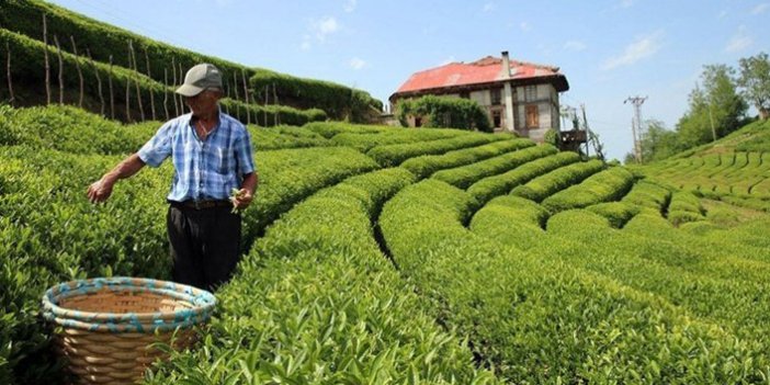Kayseri’den çay üreticilerine özel izin