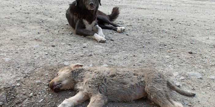 Anne köpek ölen yavrusunun başından saatlerce ayrılmadı