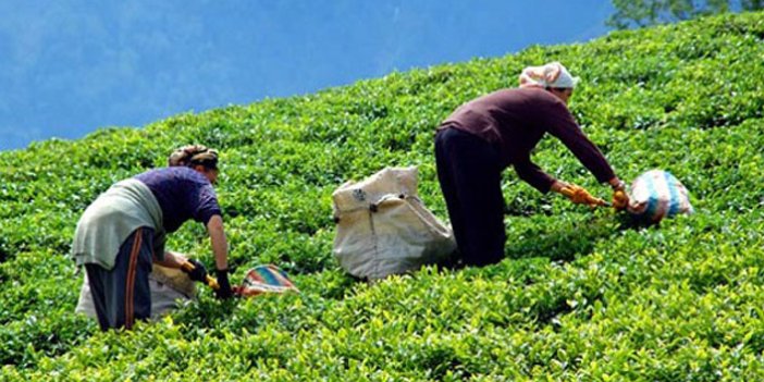 Çay toplamak için 20 Bin kişi Rize'ye gelecek! İşte Alınan önlemler