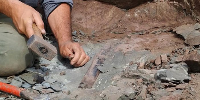 10 metrelik dinozor fosili bulundu
