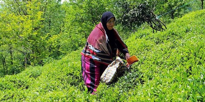 Trabzon Valiliği'nden çay üreticilerine uyarı