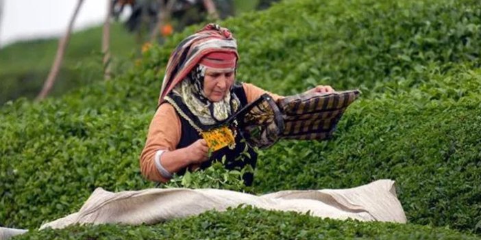 Trabzon'a çay üreticisi kaç kişi gelecek? İşte başvuru sayısı