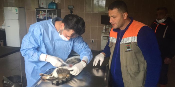 Yaralı kedinin yardımına Akçaabat Belediyesi koştu