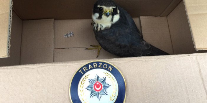 Trabzon'da kargaların saldırdığı kerkenezi polis ekipleri kurtardı