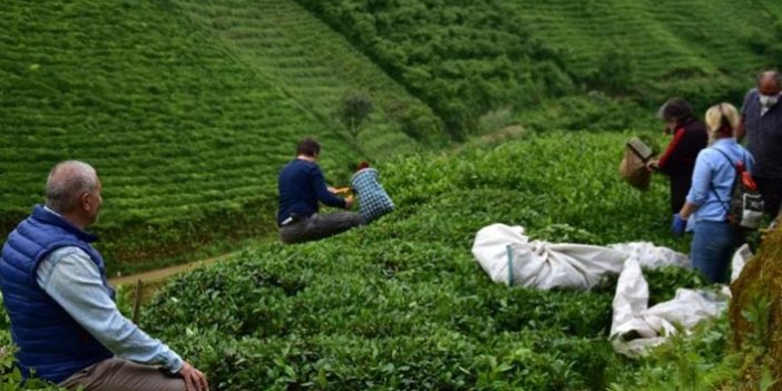 Rize'de çay toplama seferberliği