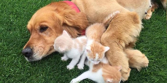 Trabzon'da Golden cinsi köpek kedi yavrularına annelik yapıyor