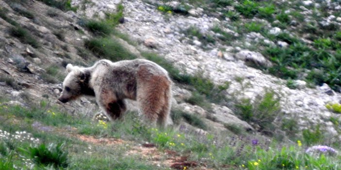 Boz ayılar tarlaya indi çiftçiler korkularını anlattı