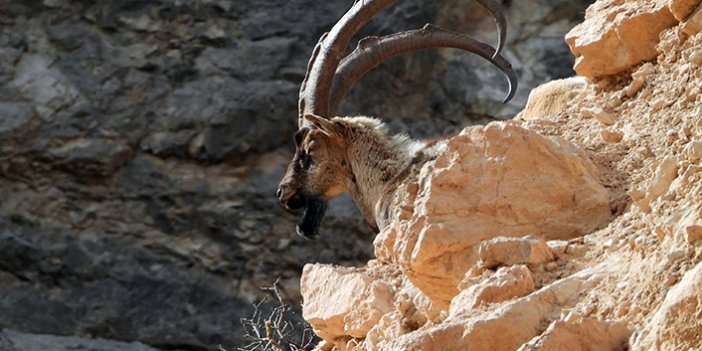 Kayaların usta tırmanıcısı yaban keçileri