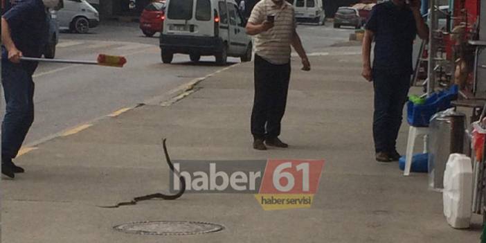 Trabzon’un merkezinde yılan paniği! Fırça ile peşine düştüler
