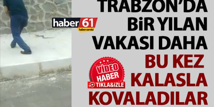 Trabzon’dan bir yılan videosu daha! Bu kez kalasla kovaladılar