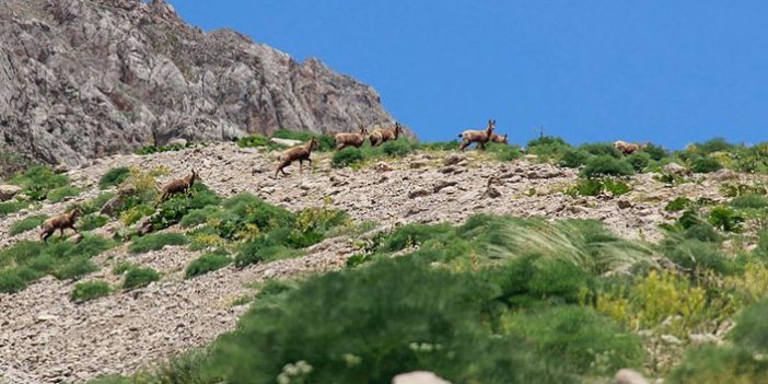 Munzur Dağları'nda çengel boynuzlu dağ keçileri görüntülendi
